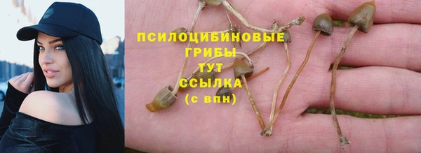 стаф Алзамай